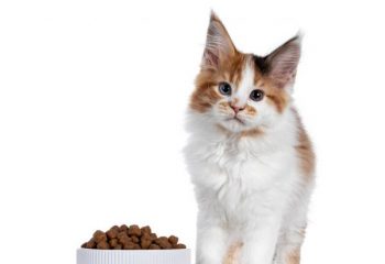 croquettes chaton
