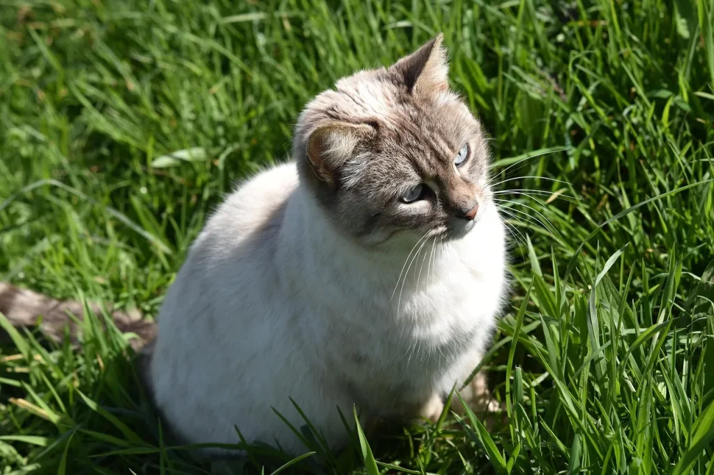 FAQ sur les soins des chats et leur bien-être