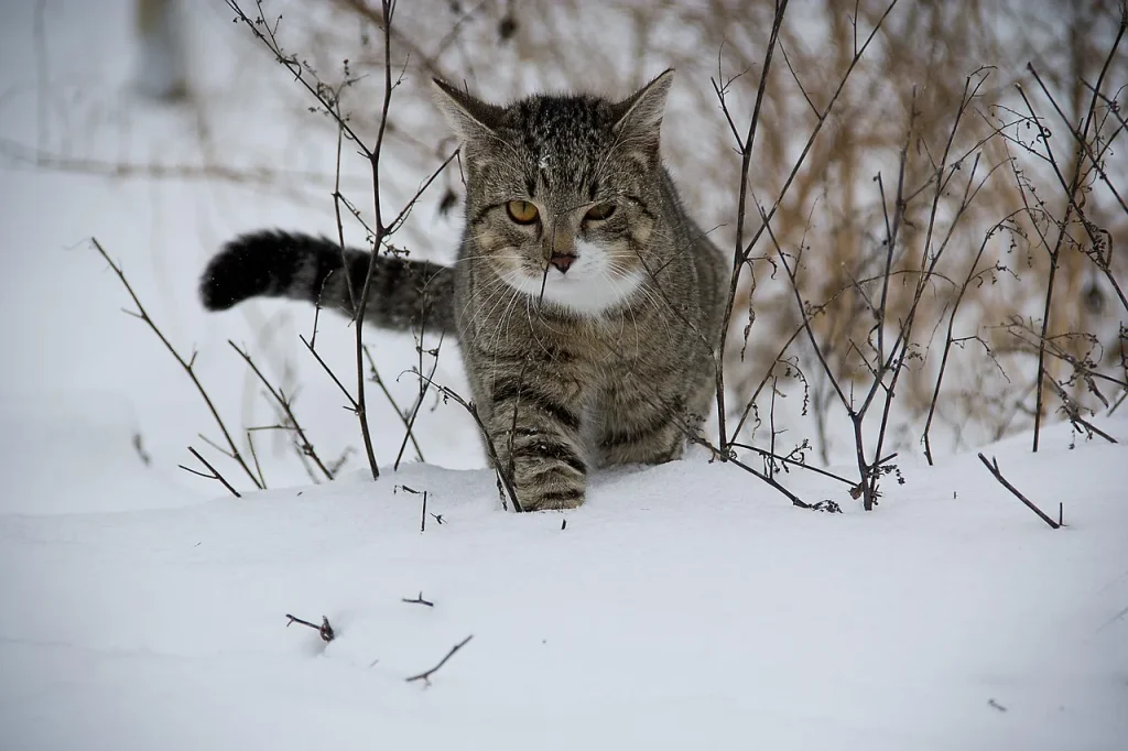 Les activités ludiques à réaliser avec votre chat à Maubeuge
