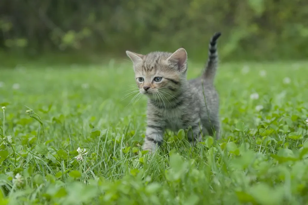 6 astuces pour prendre soin de vos chats et petits compagnons