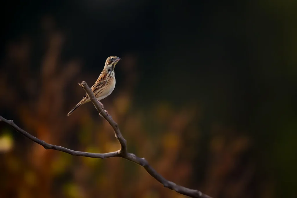 Ornixeo Spotter, lʼoutil pour localiser les oiseaux et rapaces du Léman